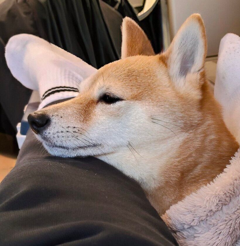 飼い主さんの足にあごを乗せるけんたくん