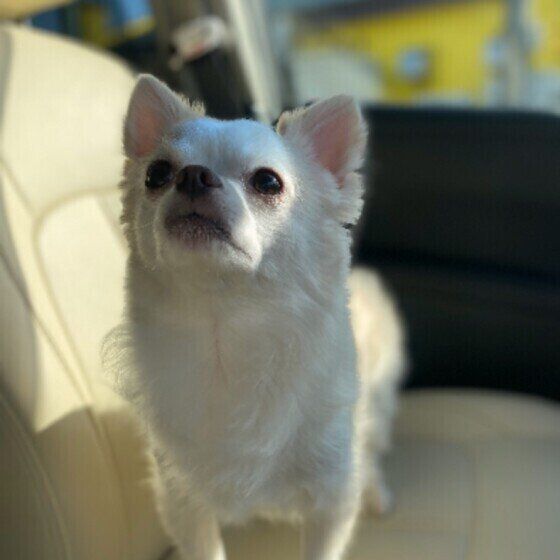 車に乗るチワワ