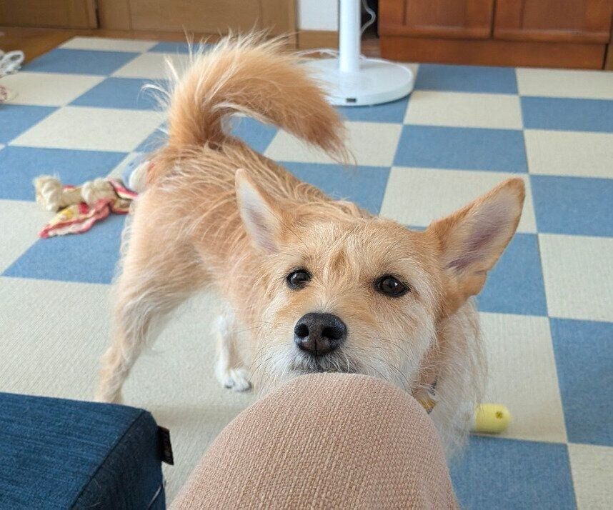 あご乗せをする犬ちゃん