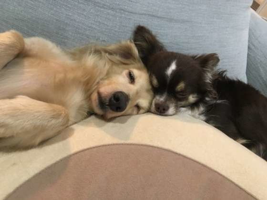 多頭飼い 経験者に聞く 犬同士が仲良くなれる秘訣って何 いぬのきもちweb Magazine 多頭飼い 経験者に聞く 犬同士が仲良くなれる秘訣って何 いぬのきもちweb Magazine