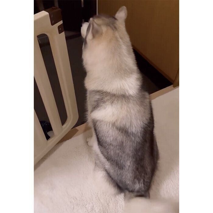 家族の帰りを待つアリスちゃん