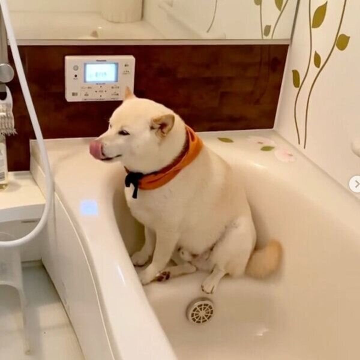 雷が怖くてお風呂に避難した柴犬 時間が経つと 可愛い姿 になっちゃった いぬのきもちweb Magazine 雷が怖くてお風呂に避難した柴犬 時間が経つと 可愛い姿 になっちゃった いぬのきもちweb Magazine