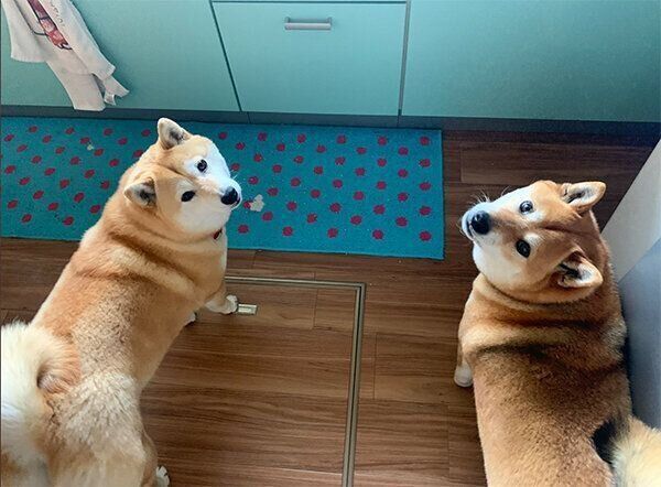 おやつを待つココちゃん、チョコくん