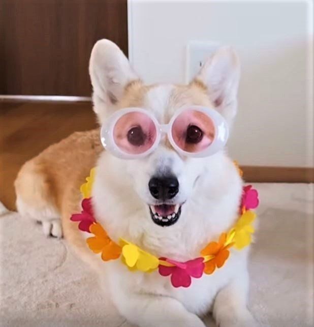 夏コーデのコーギー