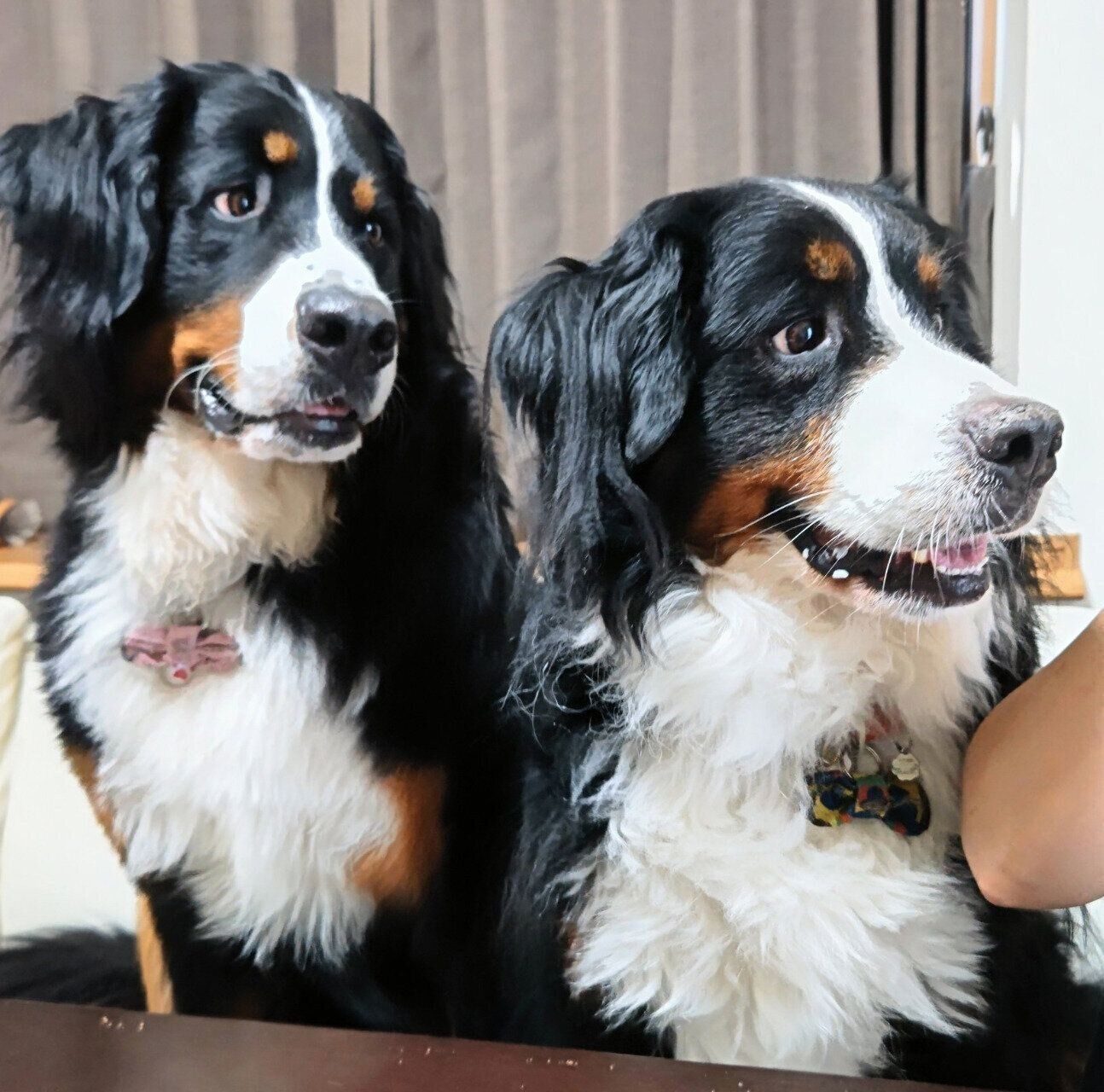 食事中の飼い主さんを鑑賞するエマちゃん、ココアくん