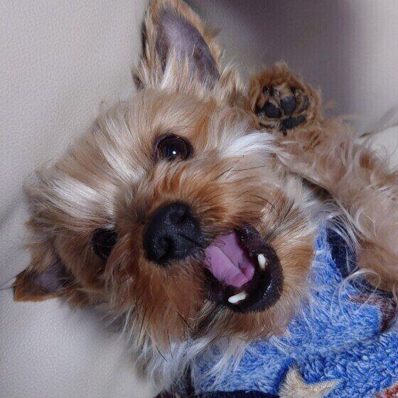 犬が撫でてほしい場所と犬を喜ばせる体の触り方・撫で方とは？ いぬのきもち