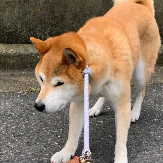 拒否する柴犬