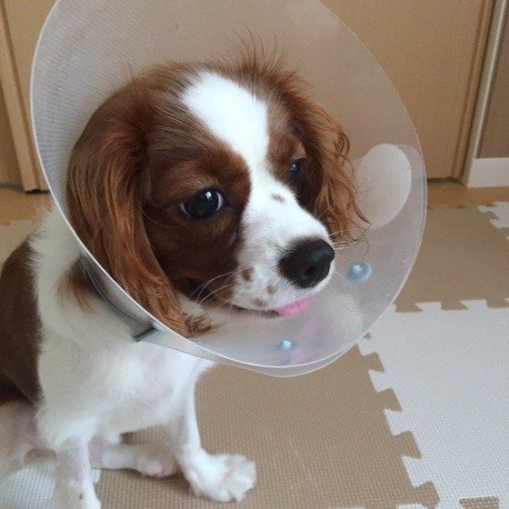 避妊手術後のキャバリア・キング・チャールズ・スパニエルのラキちゃん