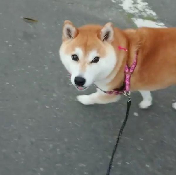 お散歩する柴犬