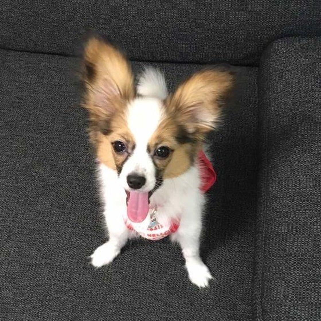 永遠の別れを感じてるかも お留守番が苦手な犬の3つの特徴と改善策 いぬのきもちweb Magazine 永遠の別れを感じてるかも お留守番が苦手な犬の3つの特徴と改善策 いぬのきもちweb Magazine