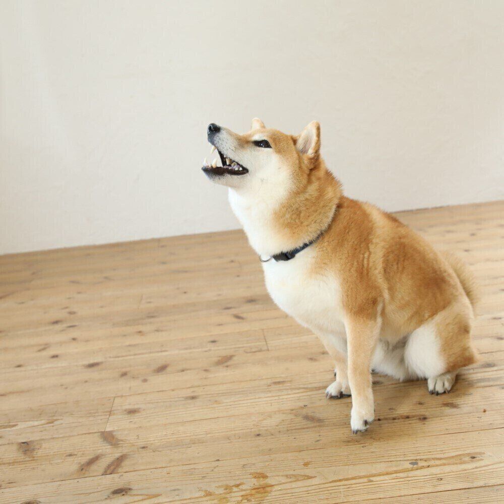 撮影／尾﨑たまき