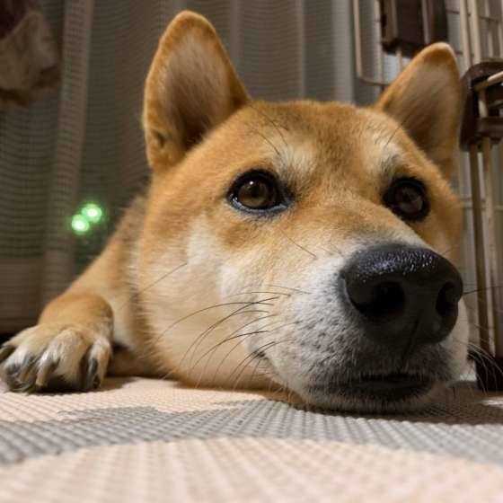 見つめる柴犬