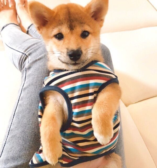 くつろぐタツノコ姫ちゃん