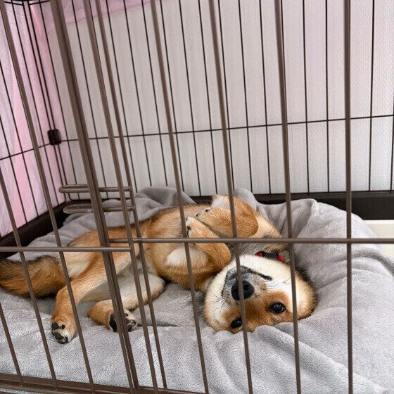 ハウスに入る柴犬