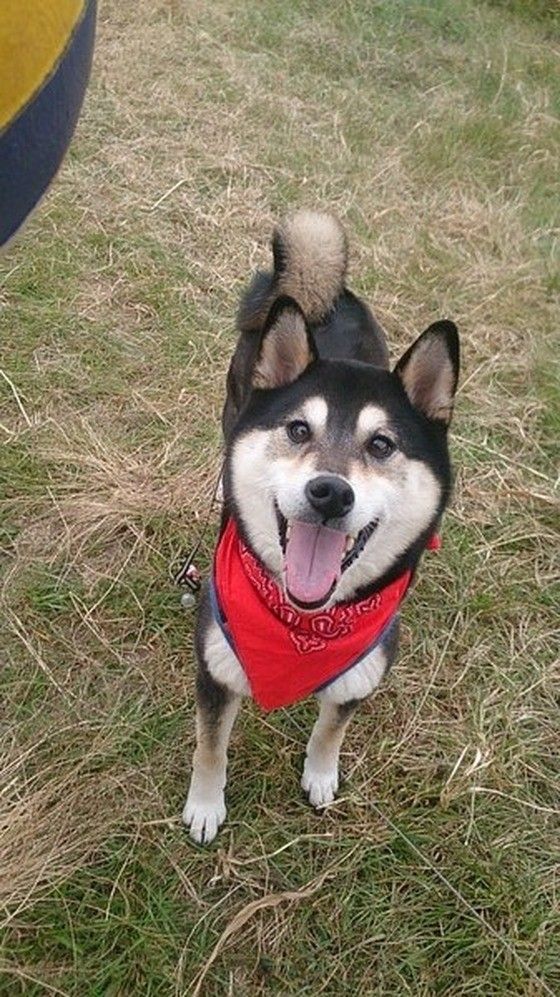 とびきりの笑顔をみせる柴犬