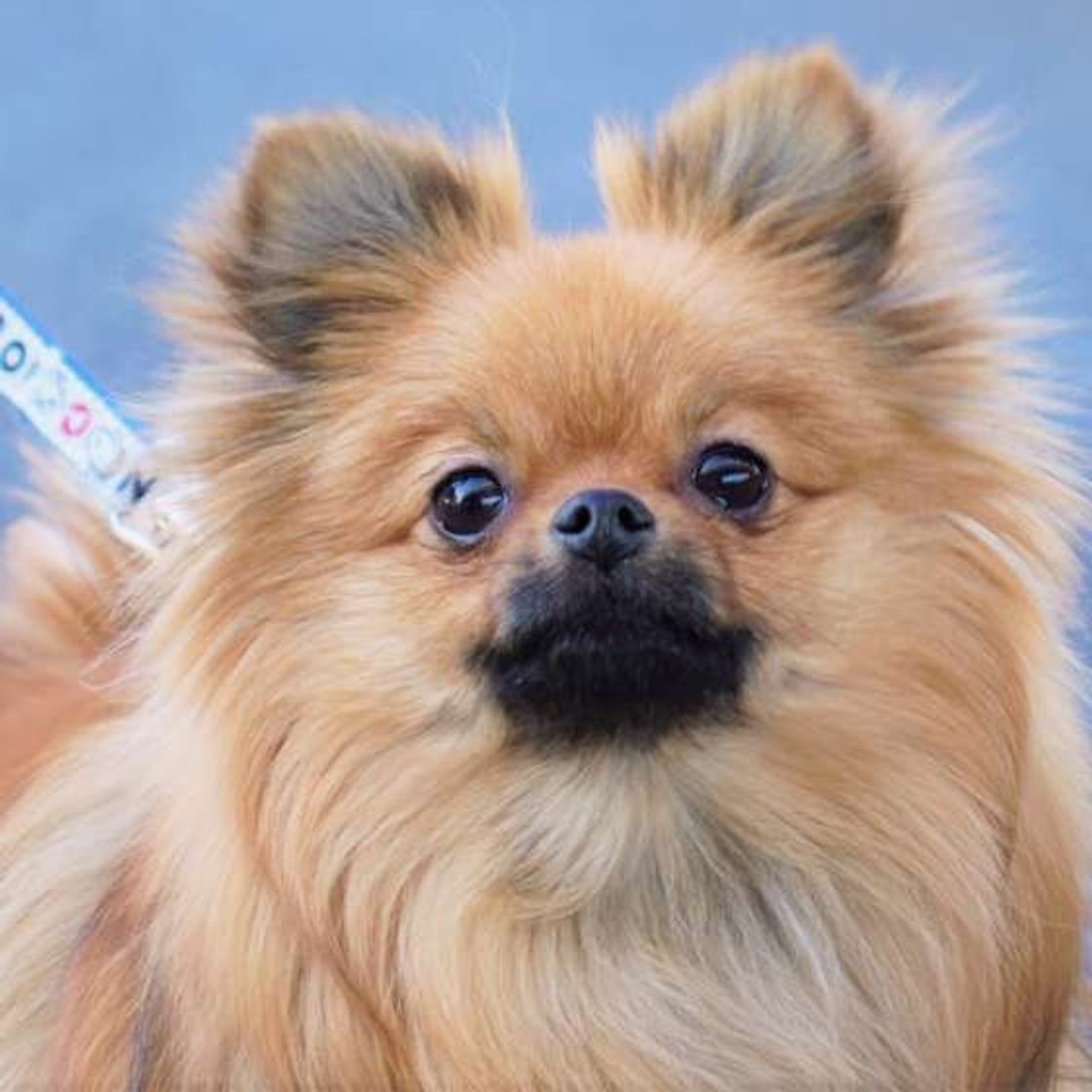 トイ プードル 柴 おなじみの人気犬種には意外な歴史があった いぬのきもちweb Magazine トイ プードル 柴 おなじみの人気犬種には意外な歴史があった いぬのきもちweb Magazine