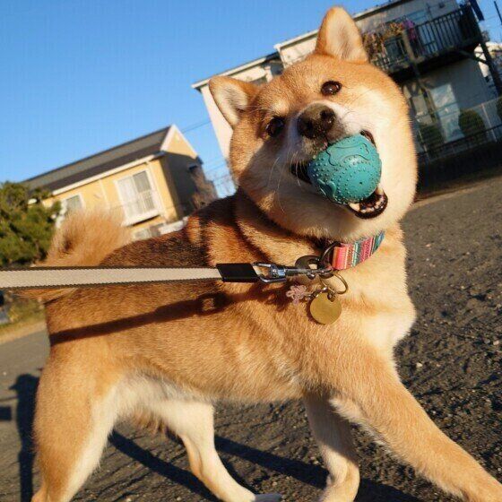 柴のおはぎくん