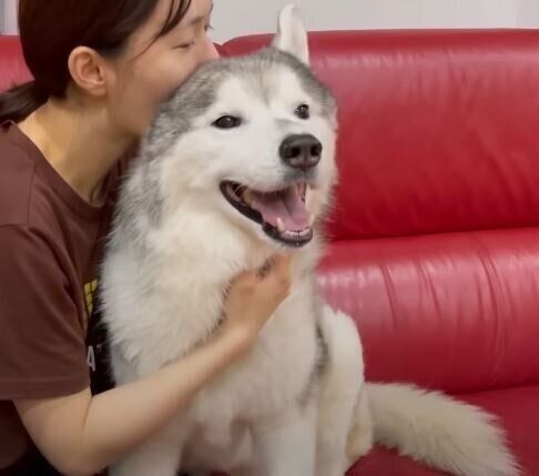 シベリアン・ハスキー