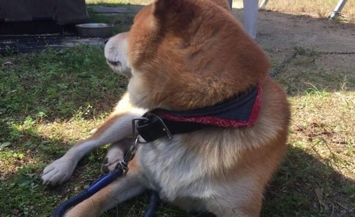 カメラ目線を撮られたくない柴犬 飼い主さんとのアツい攻防に思わず爆笑 いぬのきもちweb Magazine カメラ目線を撮られたくない柴犬 飼い主さんとのアツい攻防に思わず爆笑 いぬのきもちweb Magazine