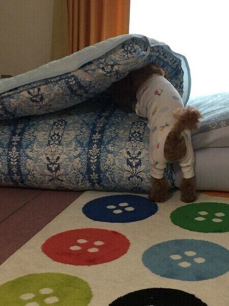 おやつを隠す犬