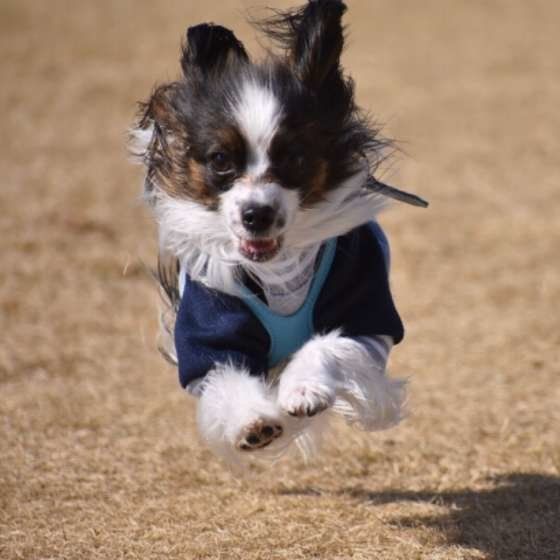 ジャンプするクッキーちゃん
