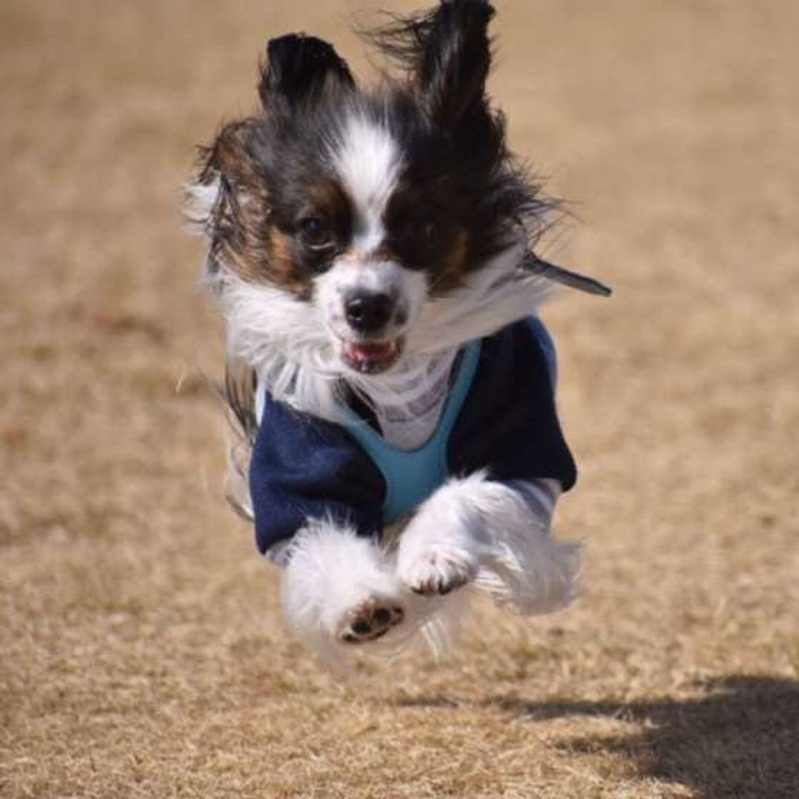 犬がマウンティングする意外な理由って 3つの観点から解説 いぬのきもちweb Magazine 犬がマウンティングする意外な理由って 3つの観点から解説 いぬのきもちweb Magazine
