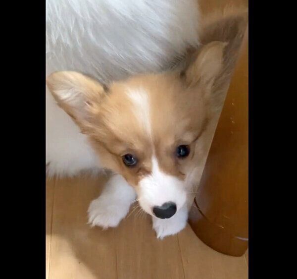 「ワン」が言えないぺぺちゃん