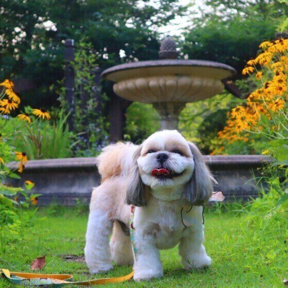 お散歩するシー・ズー