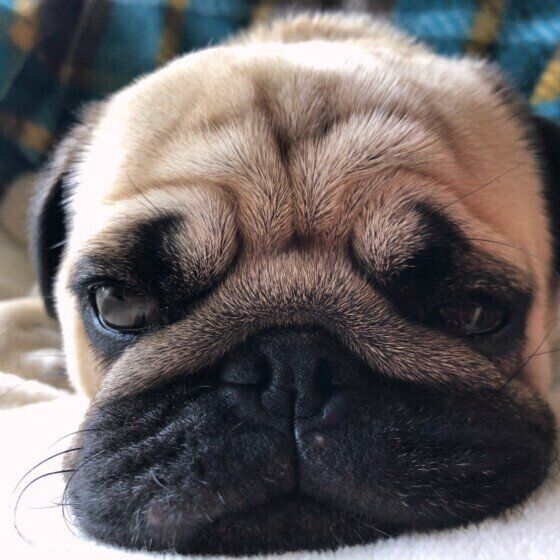 ドアップのパグ