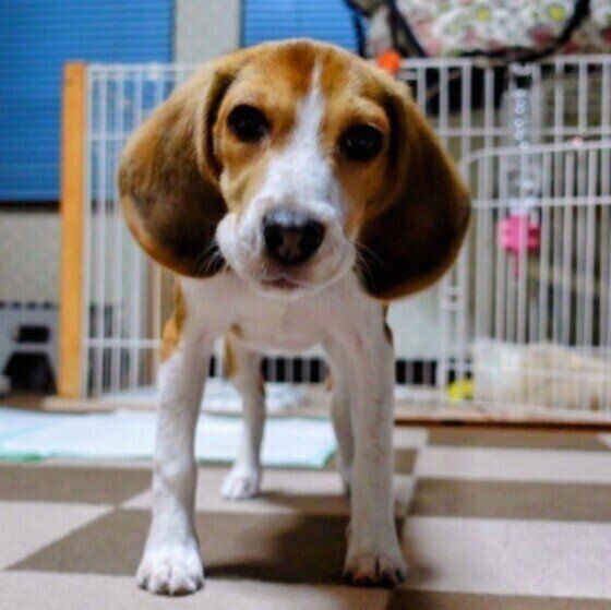 見つめるビーグル