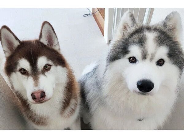 おやつを期待するバンデくん、グーテくん