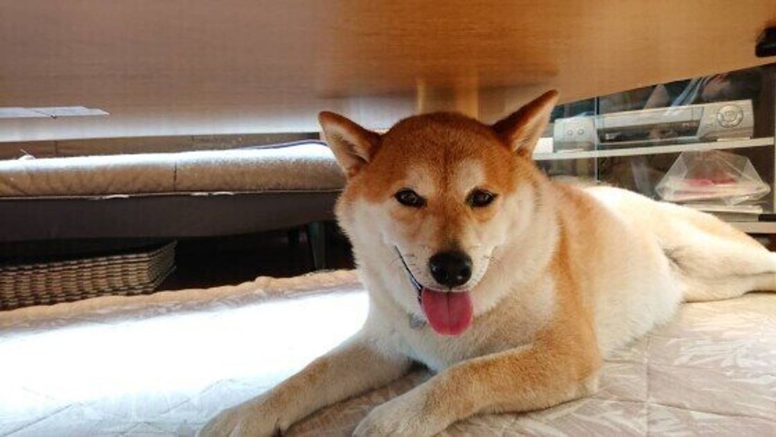 想像したら恐ろしい 犬が怖いものとその理由 愛犬を守ってあげる方法も いぬのきもちweb Magazine 想像したら恐ろしい 犬が怖いものとその理由 愛犬を守ってあげる方法も いぬのきもちweb Magazine