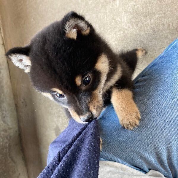 グイグイくるアルくん