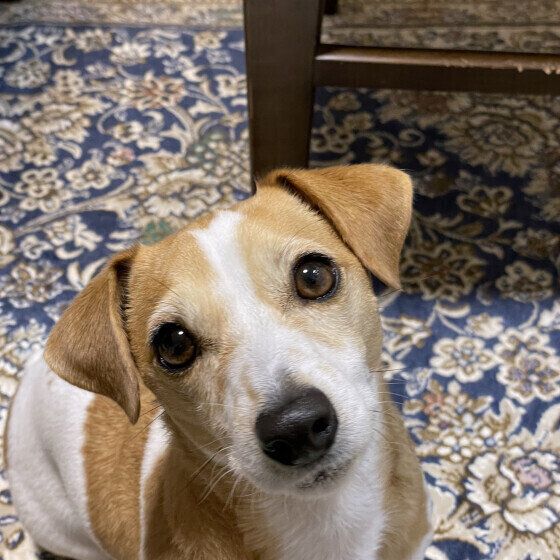 ジャック・ラッセル・テリアのふうちゃん