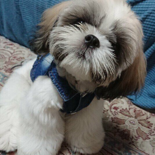 見つめるシー・ズー