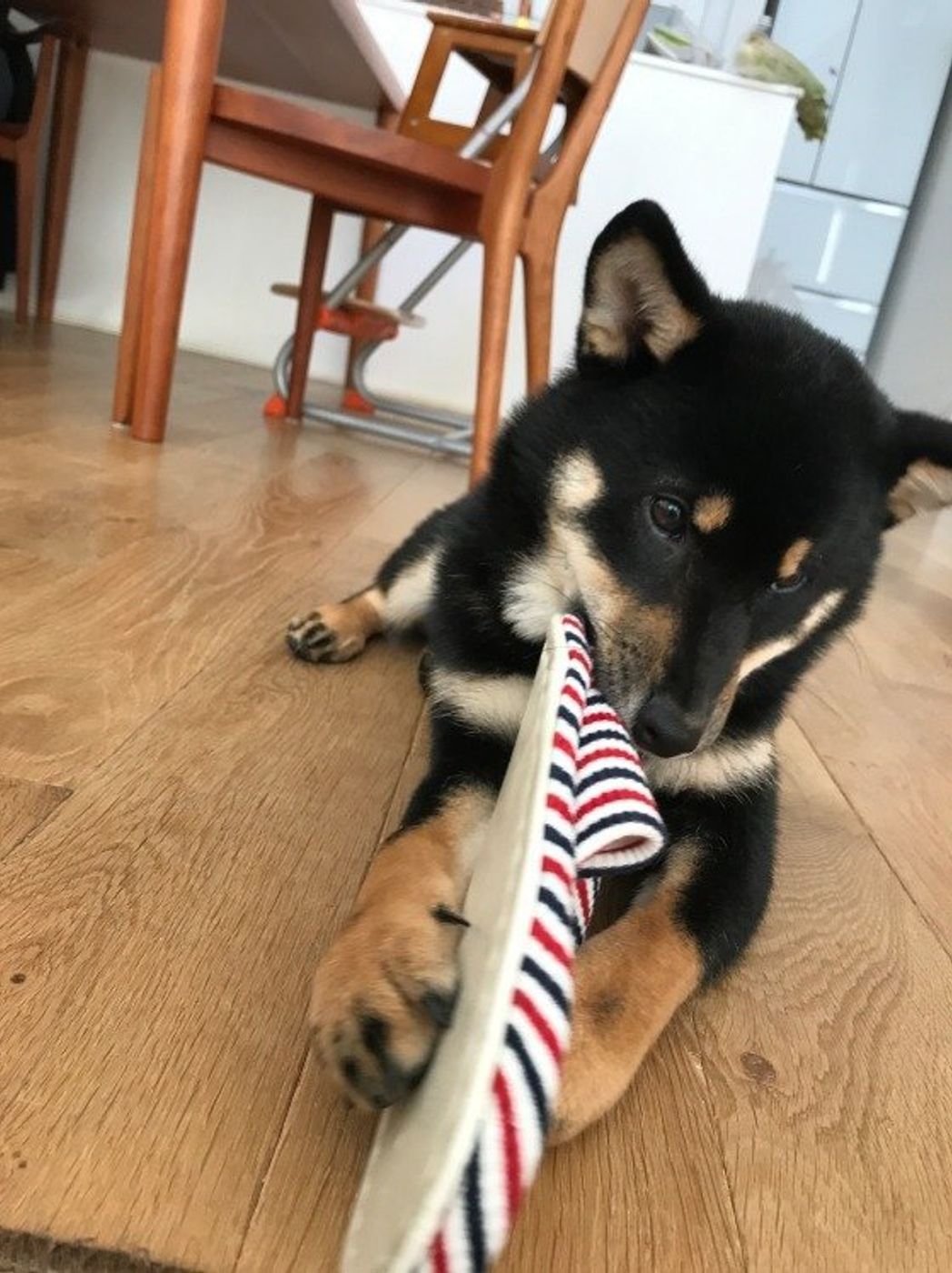 犬の遊び そばで見守る 離れる 間違いがちな飼い方ポイント いぬのきもちweb Magazine 犬の遊び そばで見守る 離れる 間違いがちな飼い方ポイント いぬのきもちweb Magazine