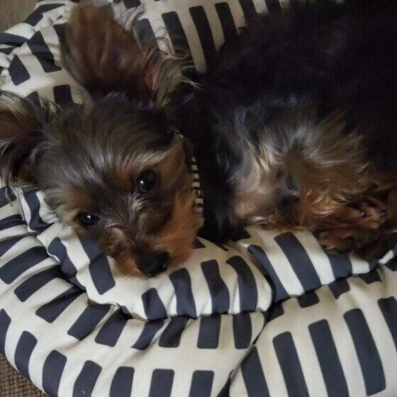 ヨークシャー・テリア　サン　寝床