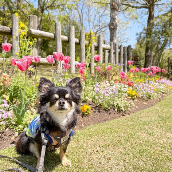 チワワの快くん