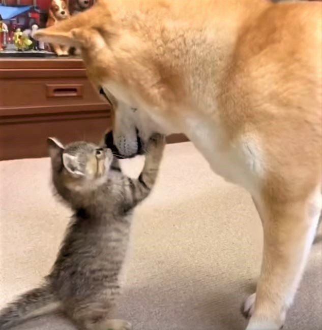子猫と柴犬