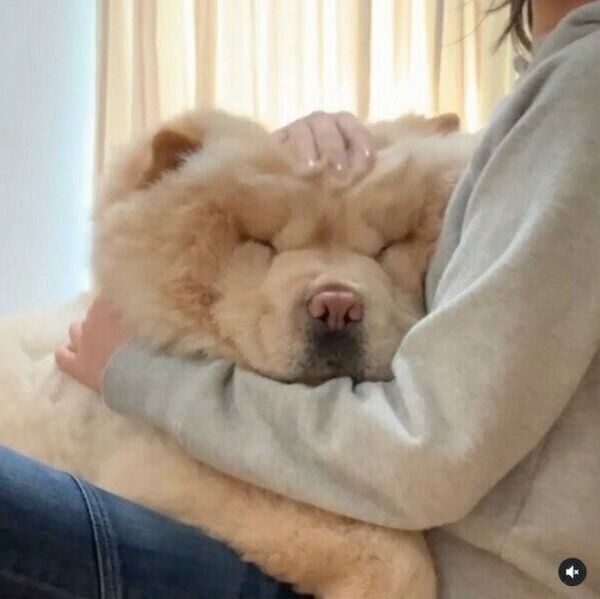 「だっこして〜」とおねだりをするくり蔵くん