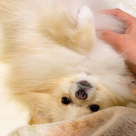 ポメラニアンのいちこちゃん