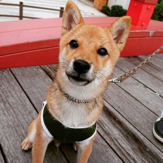 お散歩中の柴犬