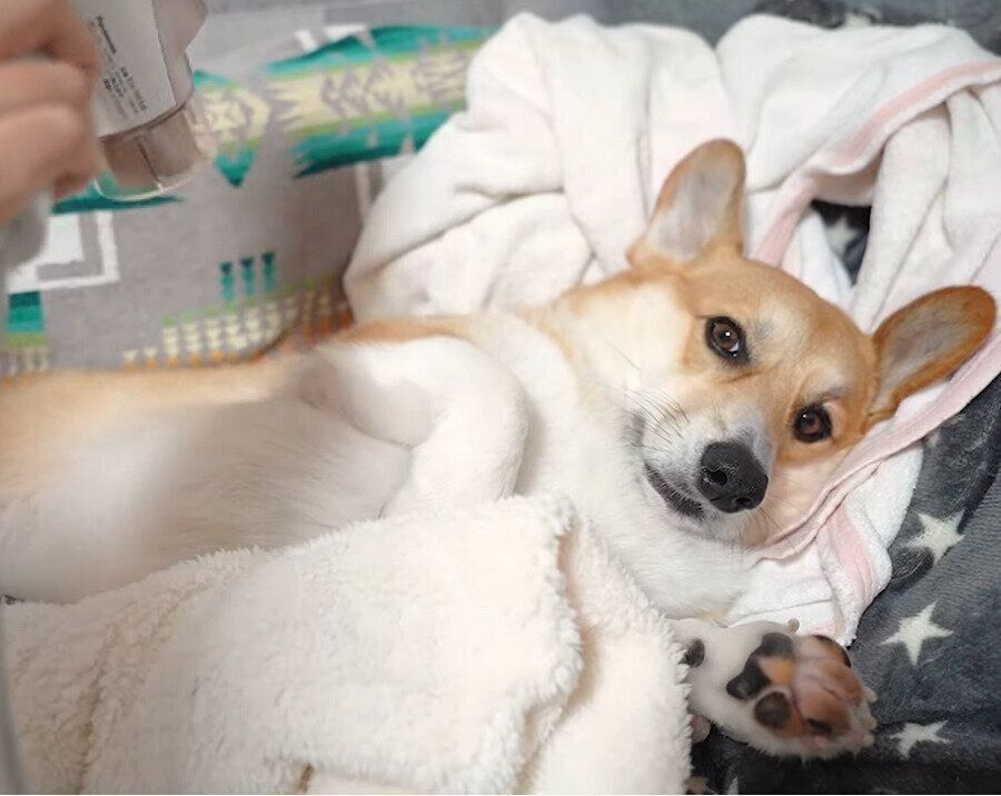 ドライヤーされるコーギー