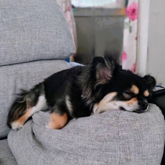 チワワのばぶくん♪