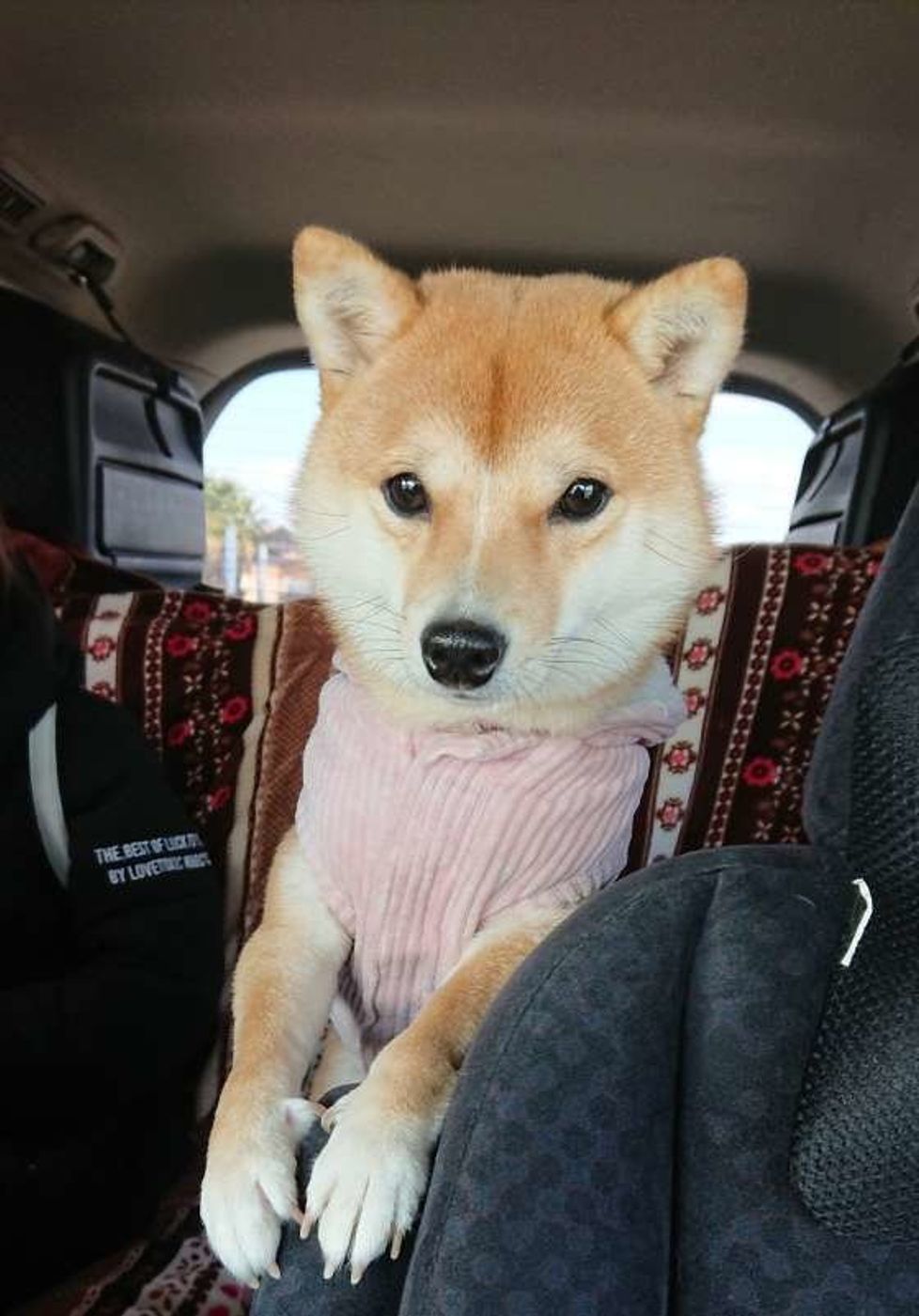 苦手レベル別 犬の車嫌い克服方法 春だから愛犬とお出かけしたい いぬのきもちweb Magazine 苦手レベル別 犬の車嫌い克服方法 春だから愛犬とお出かけしたい いぬのきもちweb Magazine