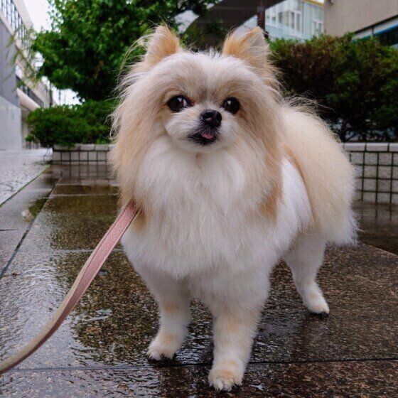 台風が来ると体調が悪くなる犬がいる？ 考えられる理由を獣医師に聞いてみた いぬのきもち