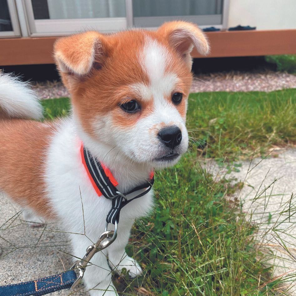 フニャンとした垂れ耳