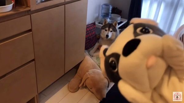 シベリアン・ハスキーの文太ちゃん