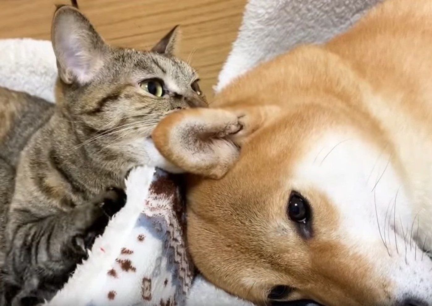 柴犬の耳がおいしそうに見えた猫 がっつり食べてみた 笑 いぬのきもちweb Magazine 柴犬の耳がおいしそうに見えた猫 がっつり食べてみた 笑 いぬのきもちweb Magazine
