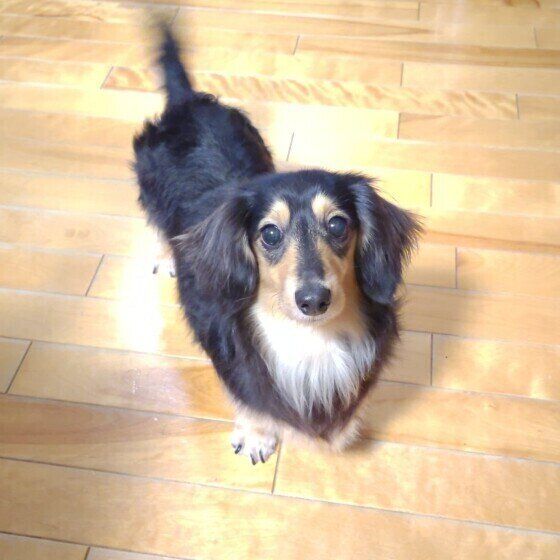 ミニチュア・ダックスフンドのリブちゃん